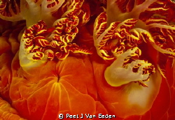 The petticoat of a Spanish dancer by Peet J Van Eeden 
